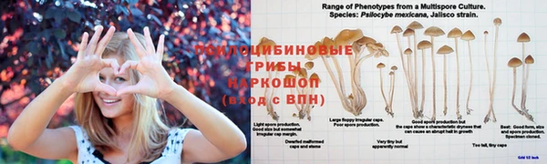 a pvp Новозыбков